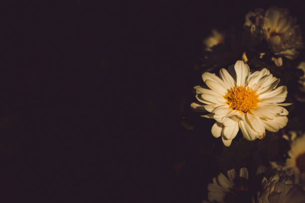 yellow chrysanthemum on black background