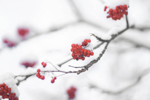istock Frozen rowan in the snow 1351317480