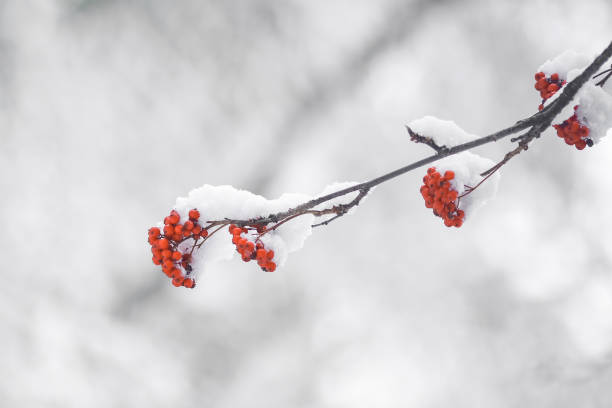istock Frozen rowan in the snow 1351317529