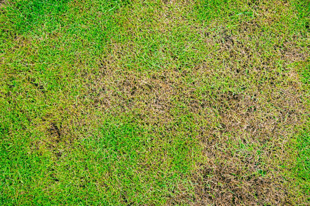 la trama dell'erba morta vista dall'alto carta da parati texture di sfondo naturale. - soil saprophyte foto e immagini stock