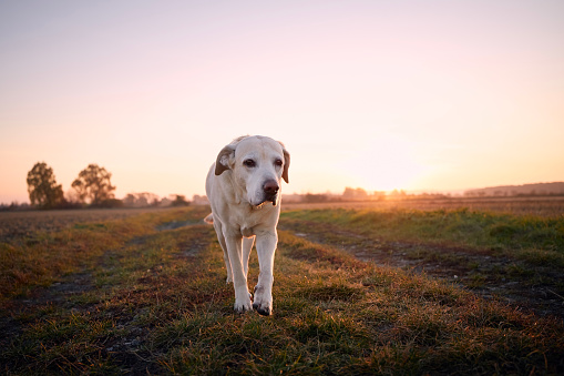 Front view of old dog on footpath. Cute labrador retriever walking against landscape at sunrise.\