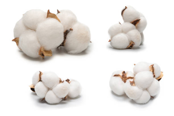 istock Cotton flower branch isolated on white background. 1351318102