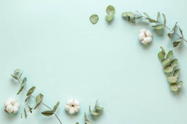 istock Eucalyptus branches and cotton flowers - floral frame. Top view 1351319328