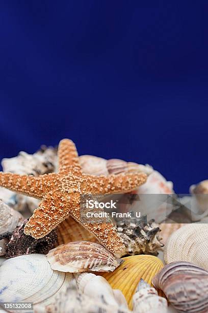 Estreladomar E Conchas - Fotografias de stock e mais imagens de Animal - Animal, Ave aquática, Concha - Parte do corpo animal
