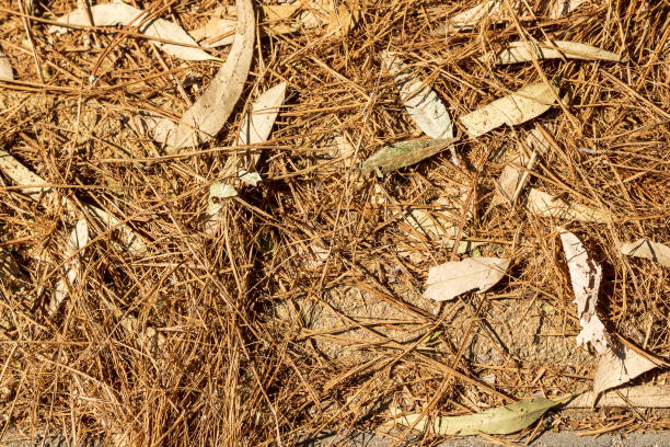 Background of dry leaves and grass lying on the ground