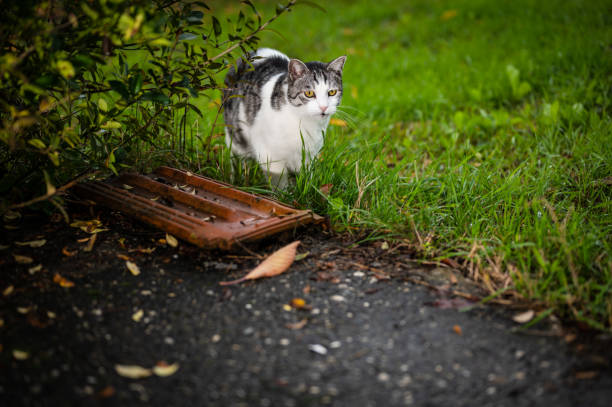 gato caminando a través de la hierba verde a finales de otoño - late afternoon flash fotografías e imágenes de stock