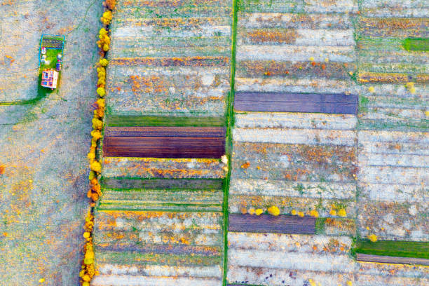 istock Aerial drone photo of flowering fields 1351325228