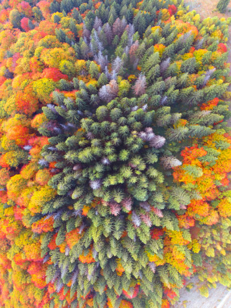 istock Autumn forest in the Carpathians, copter. 1351326055