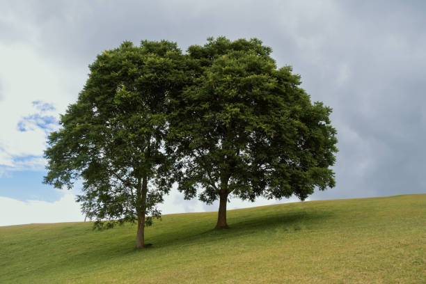 istock two big trees in the field 1351326072