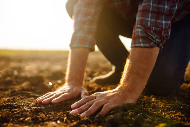 istock Male hands touching soil on the field. 1351326833