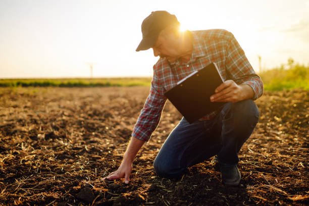 Male hands touching soil on the field. stock photo