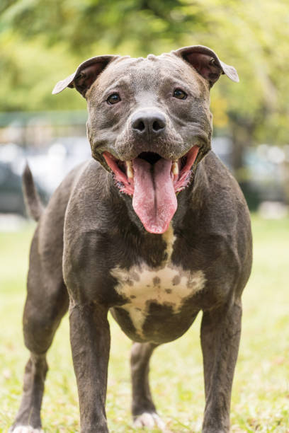 istock Pit bull dog playing and having fun in the park. Selective focus 1351326994