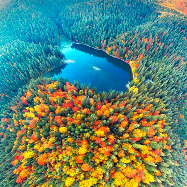 istock Sheep in the autumn forest 1351327118