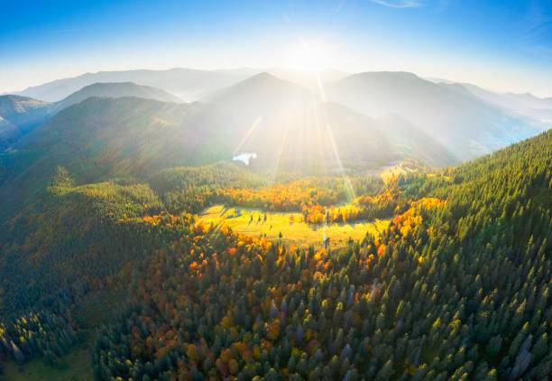 istock Sheep in the autumn forest 1351327125