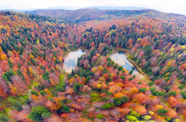 istock Synevyr lake autumn mountains 1351327219