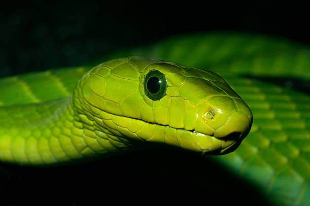 Green Mamba Snake stock photo