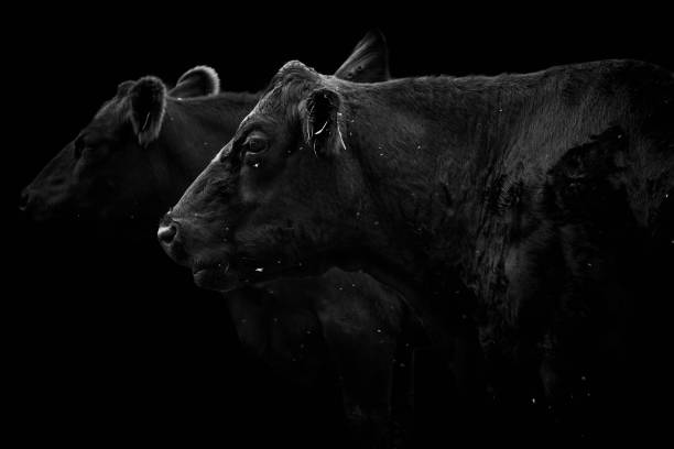 Close-up side view of two black cows isolated on black background Close-up side view of two black cows looking away and isolated on black background bull animal stock pictures, royalty-free photos & images