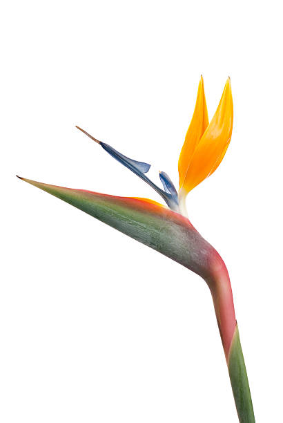 istock Bird of paradise flower (Strelitzia reginae) isolated on white background 135132973