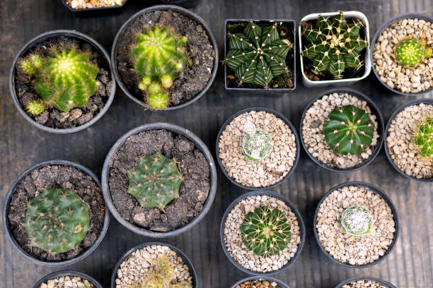 Directly above selection of small cactus plants