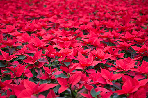Red poinsettias in the greenhouse. They are also called Advent star, Christmas star or poinsettia.