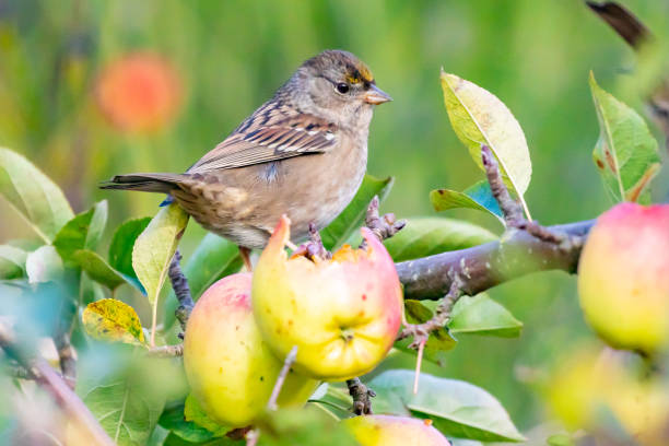 istock Golden-Crowned Sparrow Feasts on a Fall Apple 1351333746
