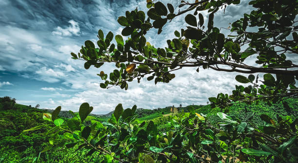 istock Mountain landscape through the tree and dramatic sky before storm coming 1351334350