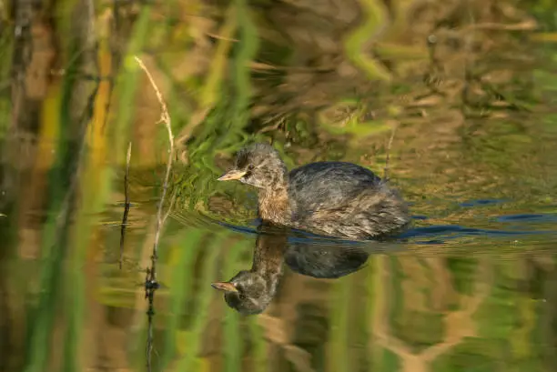 Young little grebe (Tachybaptus ruficollis) swimming in a pond.