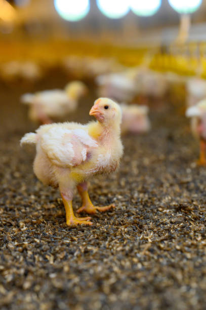 istock Young yellow chicken walking down outdoor. Small cute close up chick. 1351335562