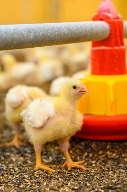 istock Small cute close up chick. Young yellow chicken walking down outdoor. 1351335590