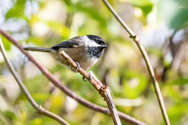 istock Black-Capped Chickadee Enjoying a Sunny Fall Day 1351336724