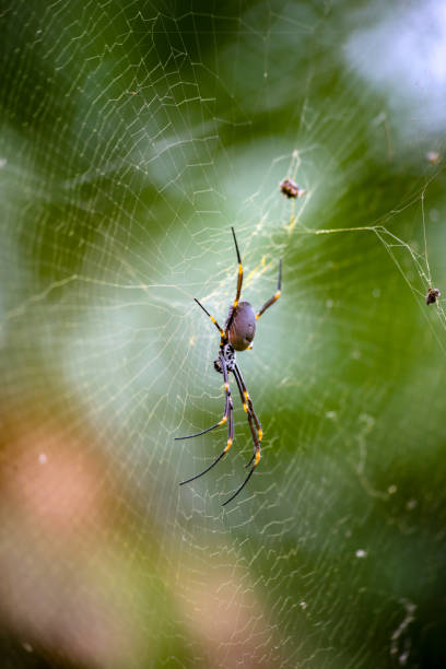 istock Giant spider on her web in Australia 1351337593