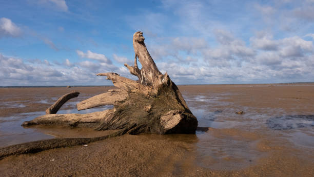 istock driftwood on the sandy shore 1351337647