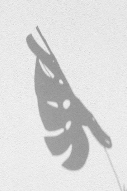 istock monstera shadow background on white wall. White and black for photo overlay or layout 1351337730