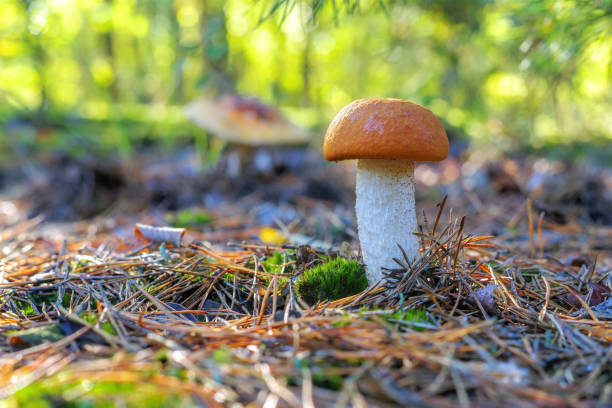 istock red cap mushroom in autumn forest 1351337796