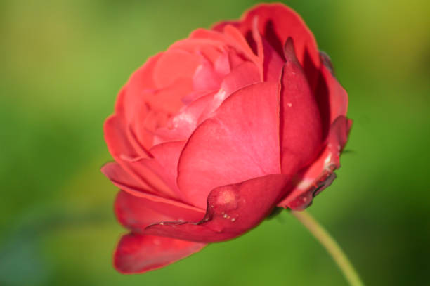 istock Red rose in bloom side close-up view with green blurred background 1351338947