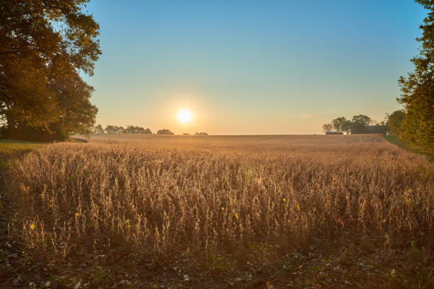 istock Soybean Field at Sunrise with Blue Sky. 1351339210