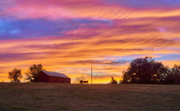istock Farm with Cows at Dusk with Colorful Sky. 1351339213