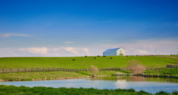 istock Cows Grazing on Hillside with Barn and Blue Sky. 1351339263