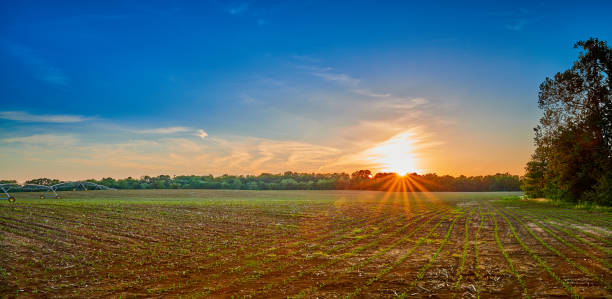 istock Newly Planted Corn Field at Sunset with Clouds and Sun. 1351339364