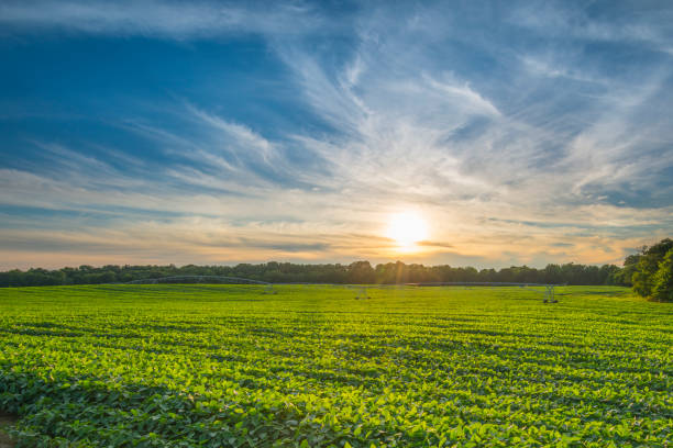 istock Soybean Field at Sunset with Cloudy Skies. 1351339414