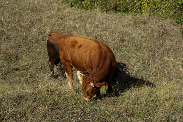 istock Cow eating in the nature 1351339510