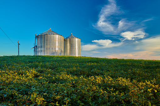 Metal  Silos in Soybean Field with Clouds in the Sky.