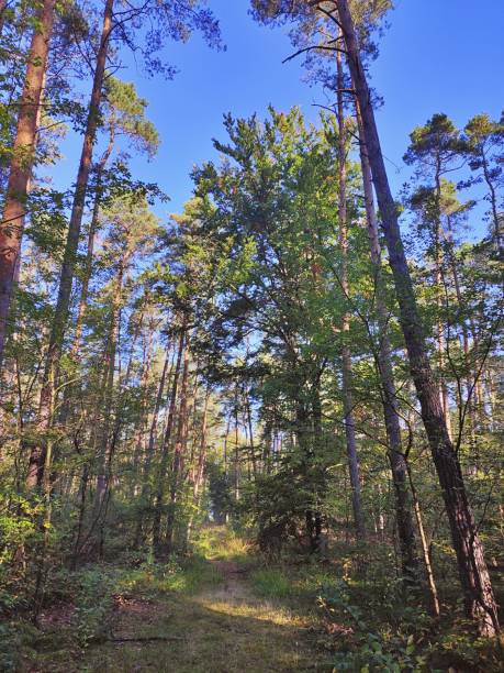 istock Sun rays in the autumn forest 1351341060
