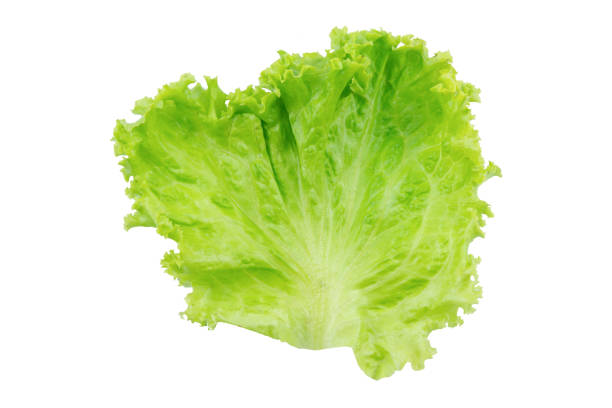 istock Lettuce. Salad leaf isolated on white background with clipping path 1351343553