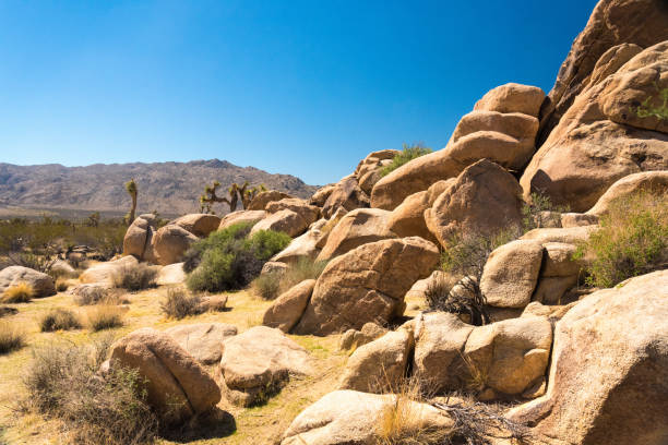 istock Great desert landscape in Joshua Tree National Park 1351344693