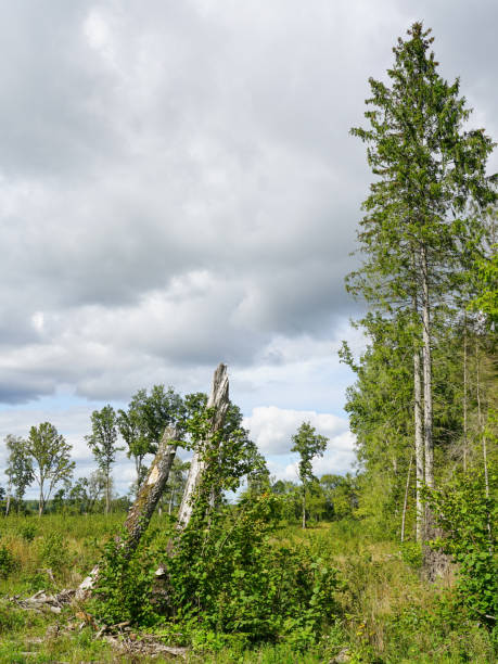 istock wooded landscape in central europe during the summer 1351344862