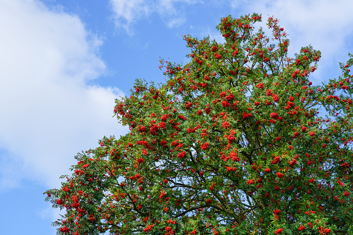 Beautiful Hawthorn in autumn Colours. Crataegus Monogyna