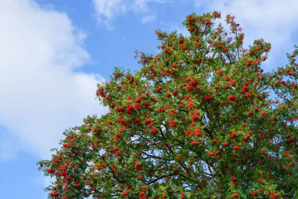 ripe berries of red mountain ash on a branches with green leaves against a blue sky