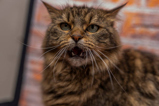 Brown tabby small cat with big ears on wooden table with red brick background