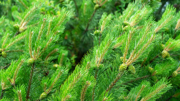 istock Bloomed mountain pine branches with young green cones close up. Background concept for New Year or Christmas card. Pine buds in the summer time. Green cones close up 1351345938